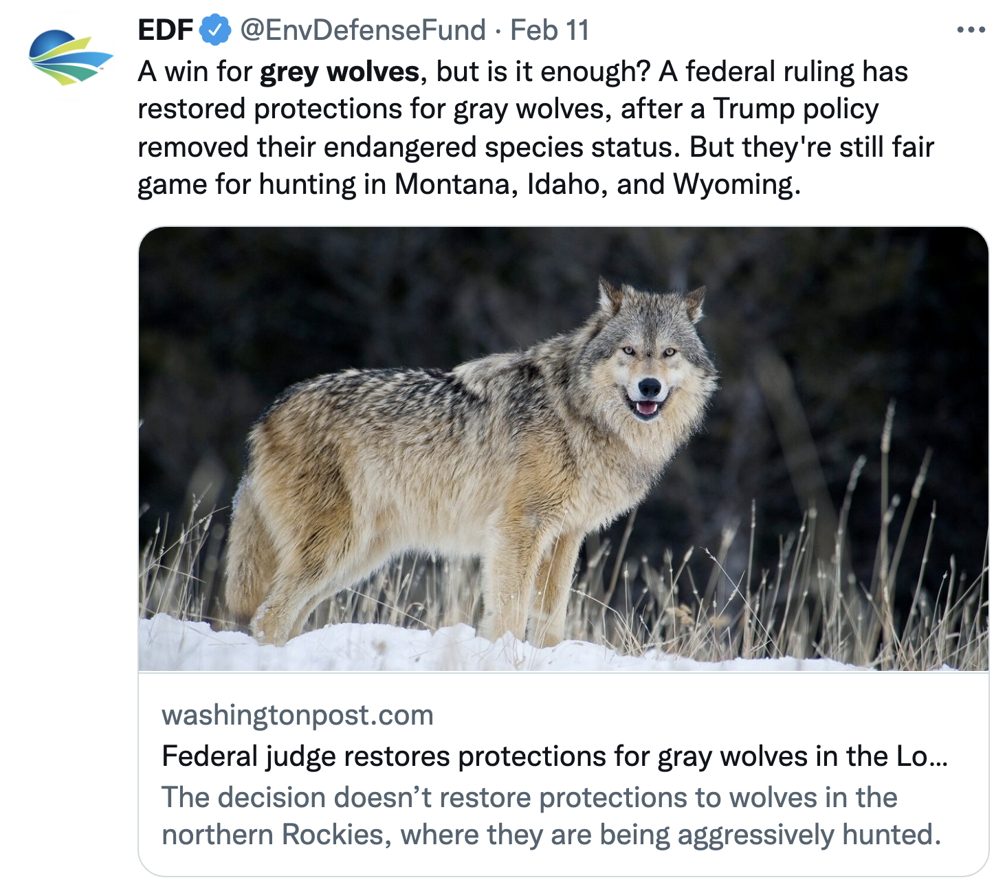 Screen-Shot-2022-02-15-at-4.14.55-PM Grey Wolf Put Back On Endangered List Reversing Trump Policy Donald Trump Environment Featured Politics Top Stories 